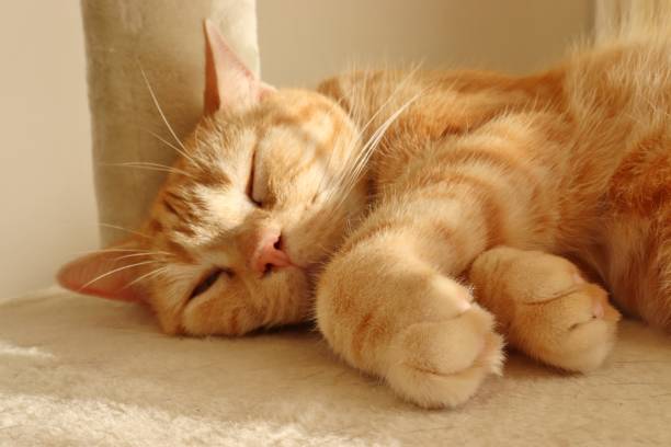 istock A cute cat that sleeps comfortably. 1221299535