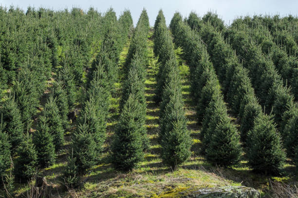 Christmas trees lined up in rows on the farm stock photo