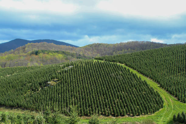 istock Christmas tree farm view in the mountains 1221300397