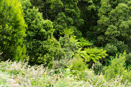 Ferns and lush green foliage on a hillside
