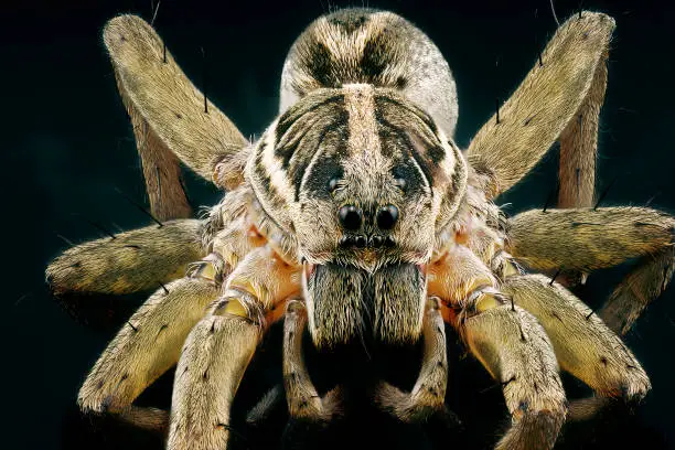 Photo of Wolf Spider