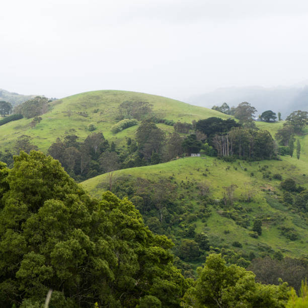 istock Green pasture hill in the fog 1221302451