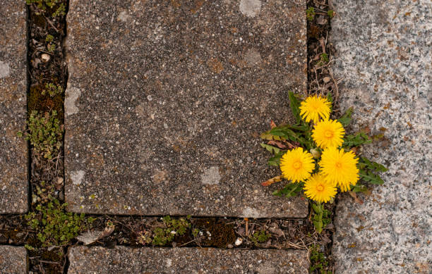 Dandelion in flower growing up through a pavement
