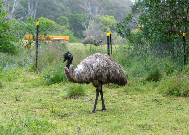 istock Emu in a grassy field with eucalyptus trees and another emu in the background 1221302740