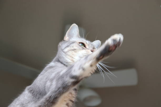 istock A cute cat reaching for prey. 1221304286