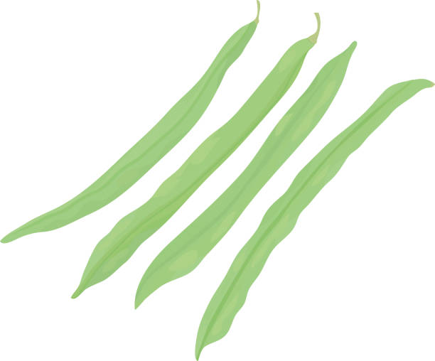 1,693 Green Bean Illustrations & Clip Art - iStock | Green bean casserole, Green  bean soup, Green bean plant