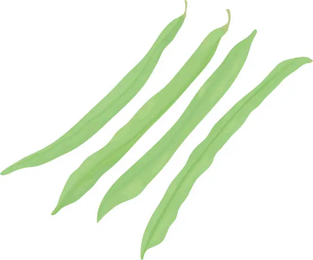 Vector illustration of Green beans on white background.