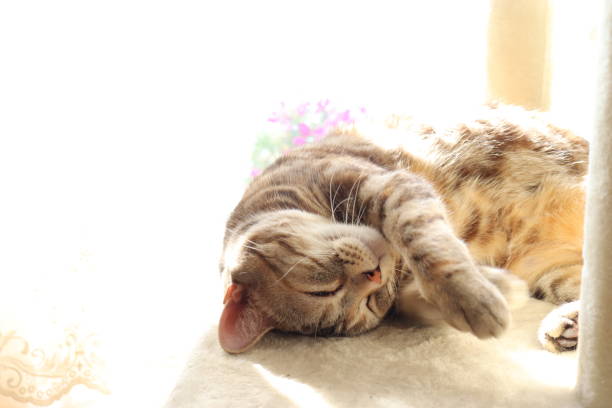 istock A cute cat that relaxes and sleeps in the light. 1221304477