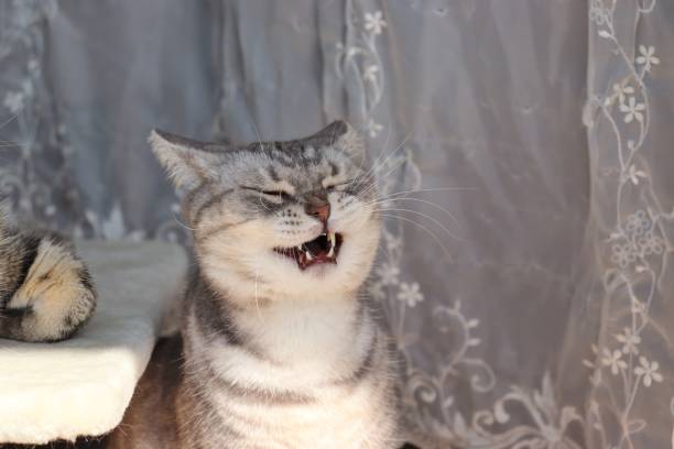 istock Witch like, creepy laughing cat. 1221305424