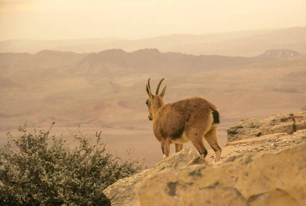 istock Nubian Ibex viewing the landscape of Makhtesh Ramon 1221305604