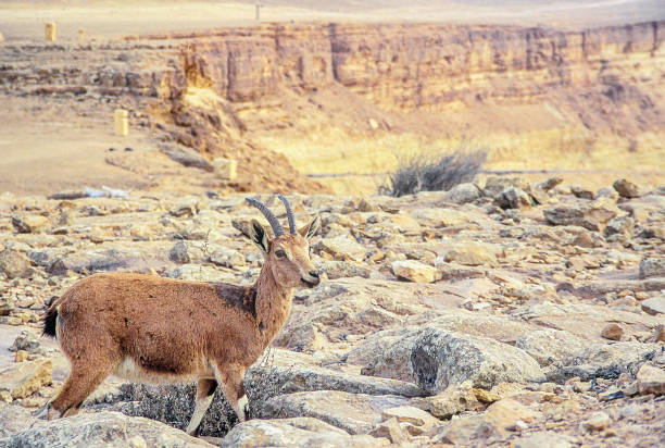 istock Nubian Ibex and the landscape of Makhtesh Ramon 1221306145