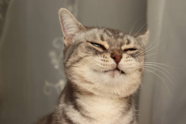 istock A cute cat with a fearless smile. 1221306163