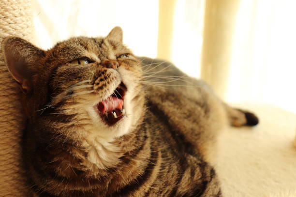 istock A cute cat laughing in the sunlight. 1221306228