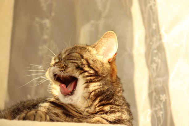 istock A cute cat with a happy look. 1221306280