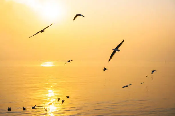 Beautiful landscape sea and sky sunset and Seagull flying in the golden sky background . Soft focus .