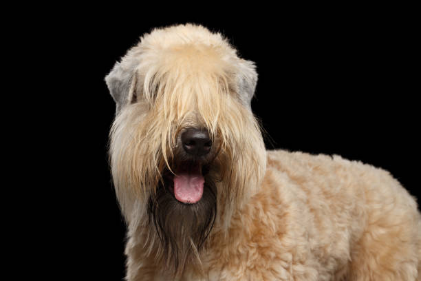 istock Irish Soft Coated Wheaten Terrier on Isolated Black Background 1221308366