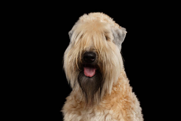 istock Irish Soft Coated Wheaten Terrier on Isolated Black Background 1221308368