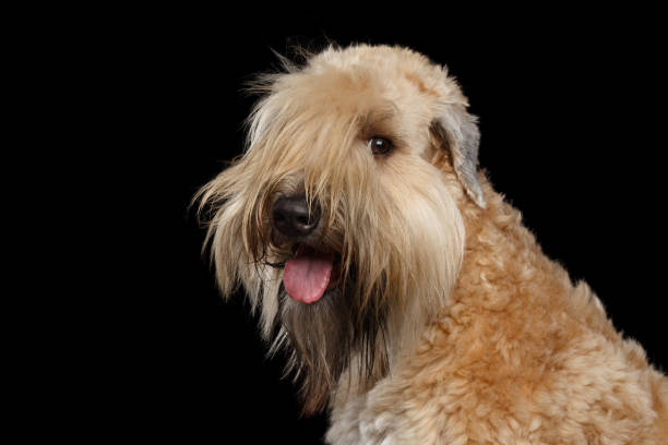 istock Irish Soft Coated Wheaten Terrier on Isolated Black Background 1221308372