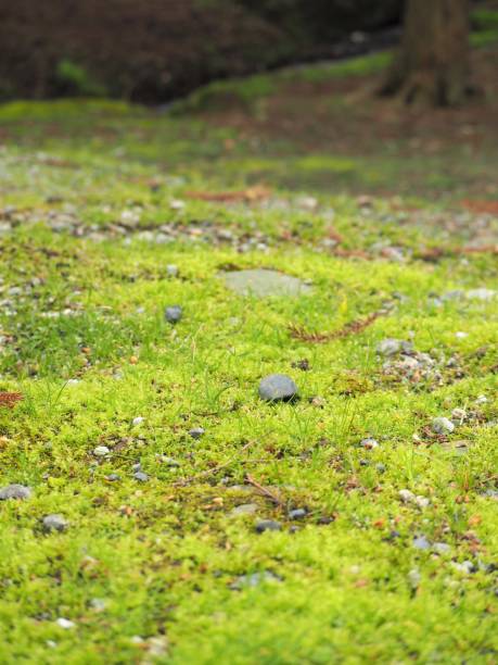 Moss covered ground in Japanese garden