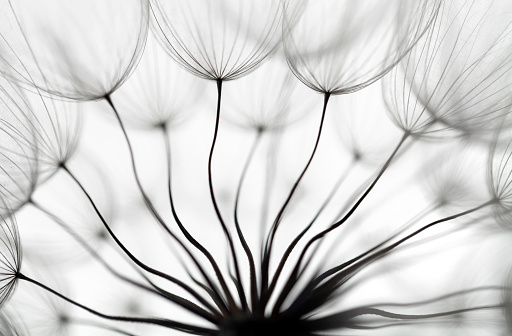 Close-up on the umbrellas that hold the seeds of a dandelion.