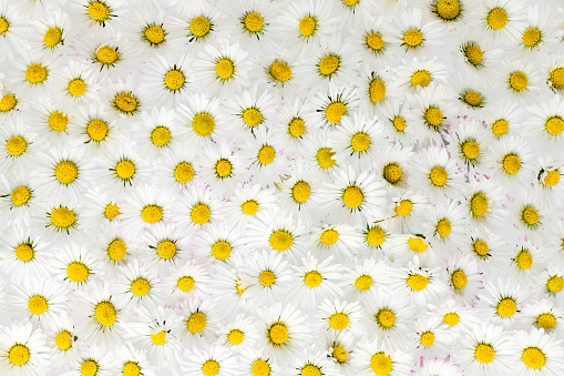 Many evenly distributed white yellow daisy flowers as a background