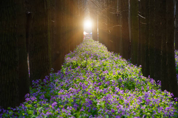 The purple rape flowers blooming in spring among the neat trees