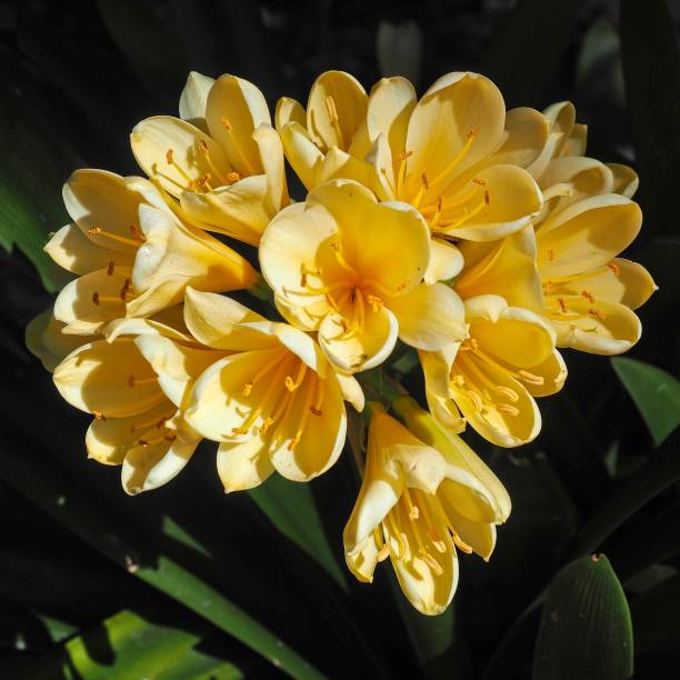 Clivia flowers, in bright yellow, surrounded by foliage. Square format.