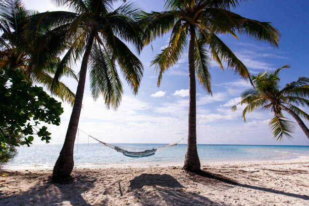 istock Hammock on the beach of Maldives! 1221314008