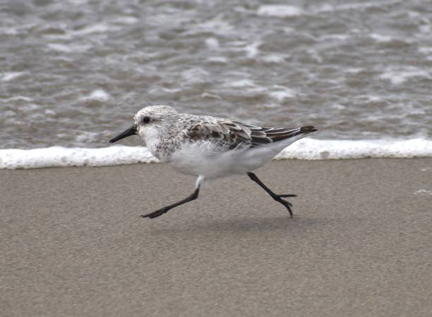 istock A sanderling (Calidris alba) sprints away from a wave breaking on the beach. 1221314962