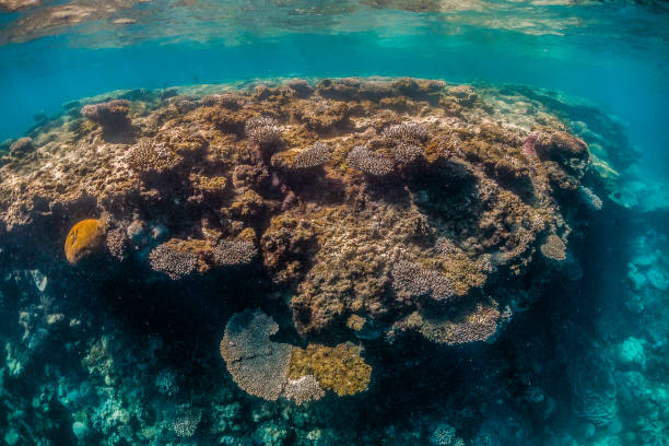 istock Colorful coral reef formations in clear blue water 1221315012