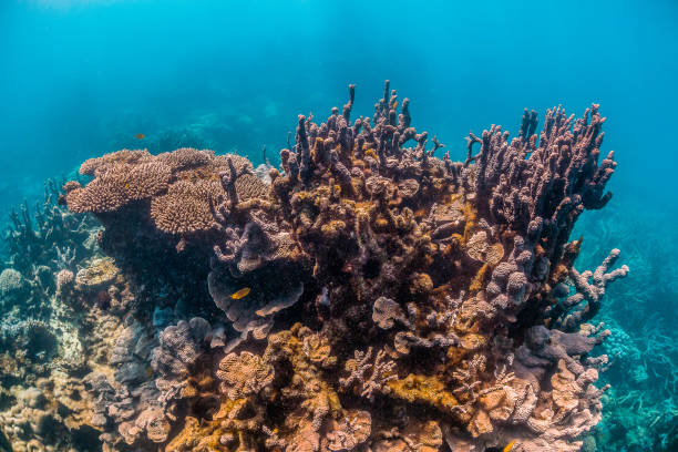 istock Colorful coral reef formations in clear blue water 1221315137