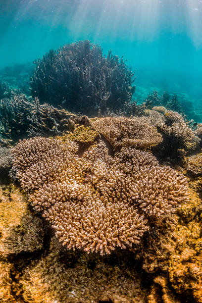 istock Colorful coral reef formations in clear blue water 1221315287