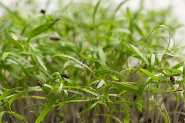 istock Young sprouts of greens. Seed husk on germinated sprout. 1221315555