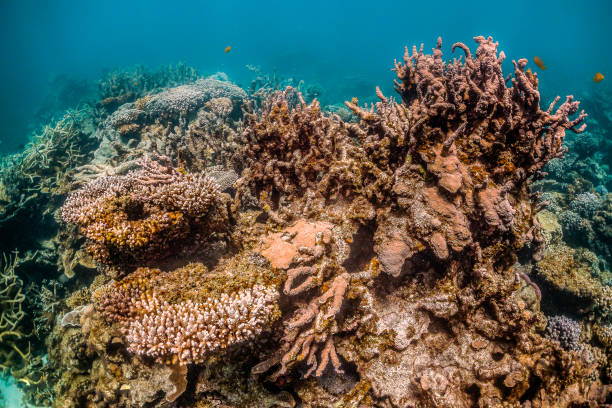 istock Colorful coral reef formations in clear blue water 1221315580