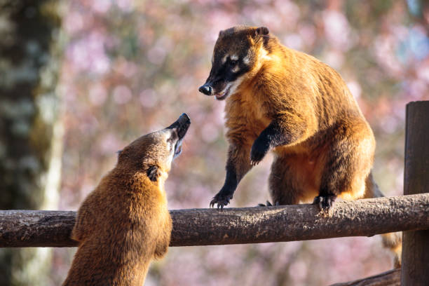 A pair of Brown Nosed Coatis emerging from a barrel used as their den