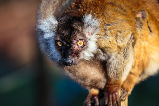Closeup of a red ruffed lemur, (Varecia rubra) is one of two species in the genus Varecia, like all lemurs, it is native to Madagascar.