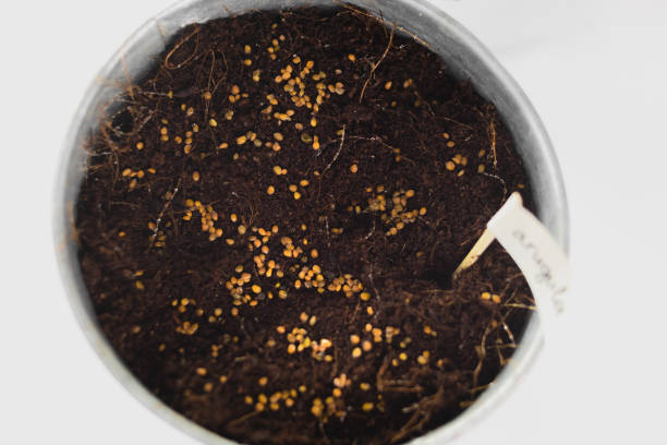 istock sowing arugula in a row concept. Growing home micro greens 1221317908