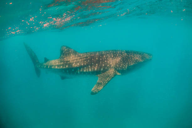 istock Whale shark swimming close to the surface in blue water 1221318512