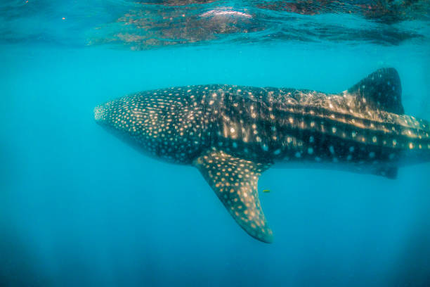 istock Whale shark swimming close to the surface in blue water 1221318536