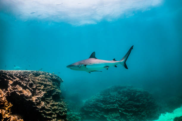 istock Grey reef sharks swimming over colorful coral reef 1221318741