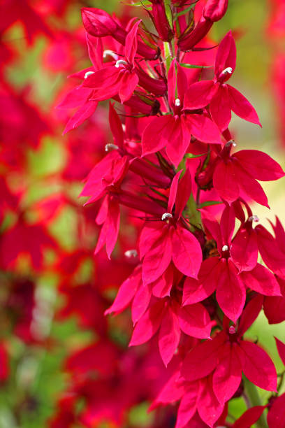 Lobelia x speciosa blossoms - Stauden-Lobelie