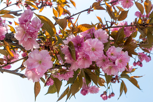 Prunus serrulata 'Kanzan' F with deep-pink double flowers