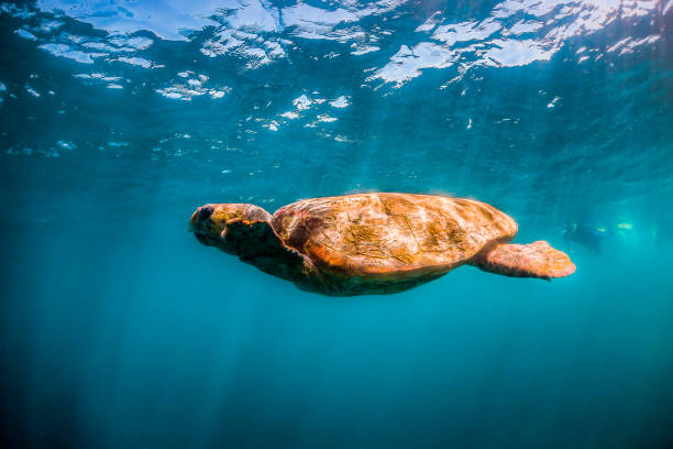 istock Loggerhead turtle swimming in the wild close to the surface with light rays shining through the surface 1221319061