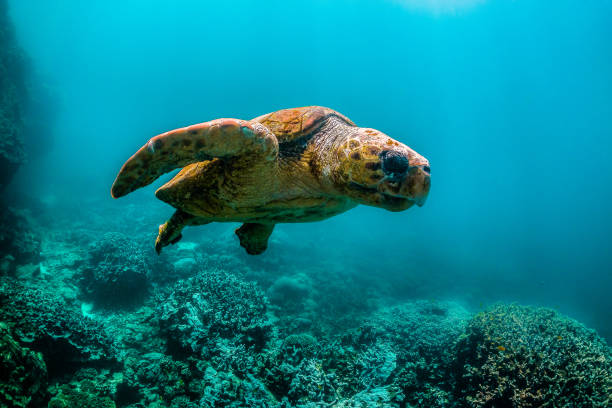 istock Loggerhead turtle swimming in the wild close to the surface with light rays shining through the surface 1221319109