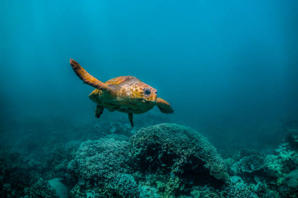 istock Loggerhead turtle swimming in the wild close to the surface with light rays shining through the surface 1221319110