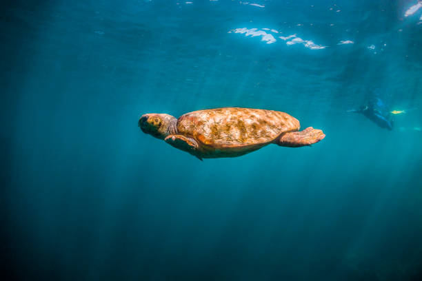 istock Loggerhead turtle swimming in the wild close to the surface with light rays shining through the surface 1221319133