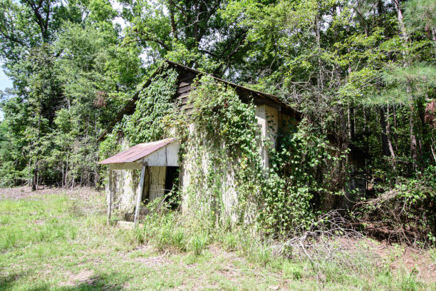 bâtiment abandonné envahi par kudzu - kudzu photos et images de collection