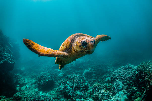 istock Loggerhead turtle swimming in the wild close to the surface with light rays shining through the surface 1221319735