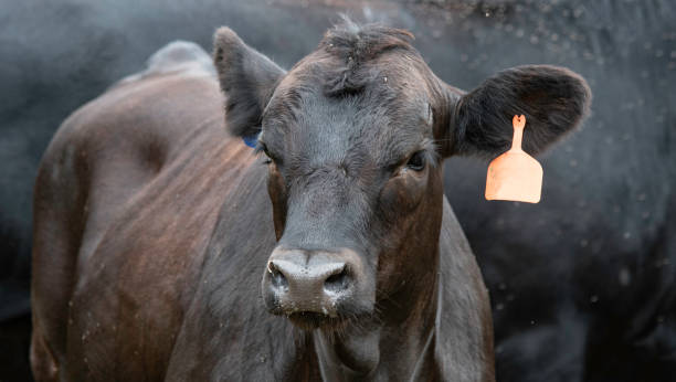 istock Close up of Angus heifer 1221319786