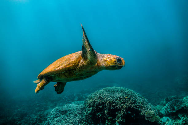 istock Loggerhead turtle swimming in the wild close to the surface with light rays shining through the surface 1221319788